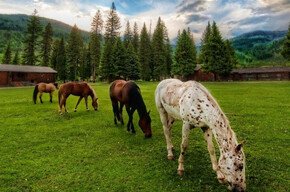 Paoli Horse Riding Club