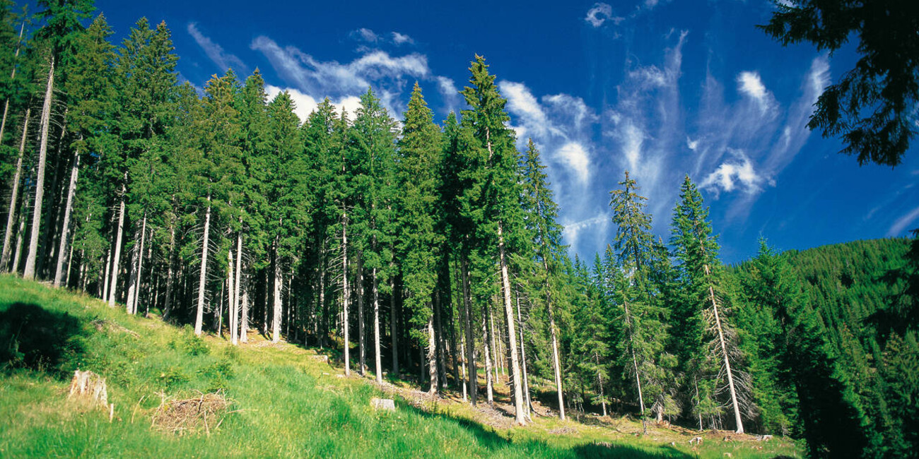  Foresta dei Violini  #3