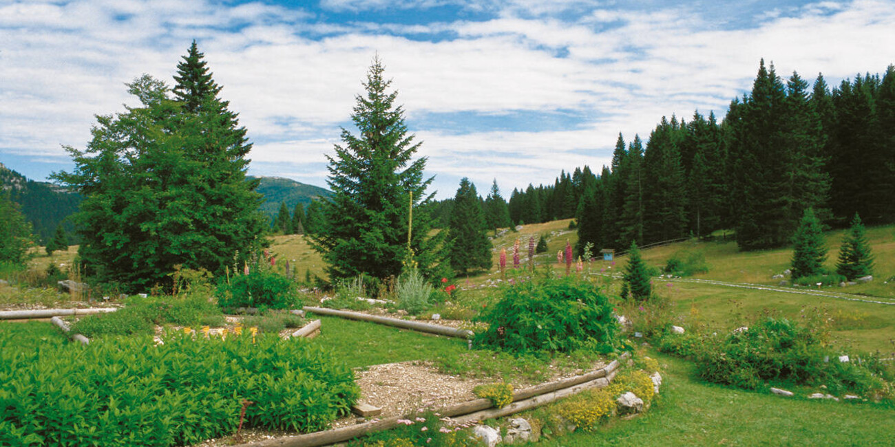 Giardino botanico di Passo Coe  #3