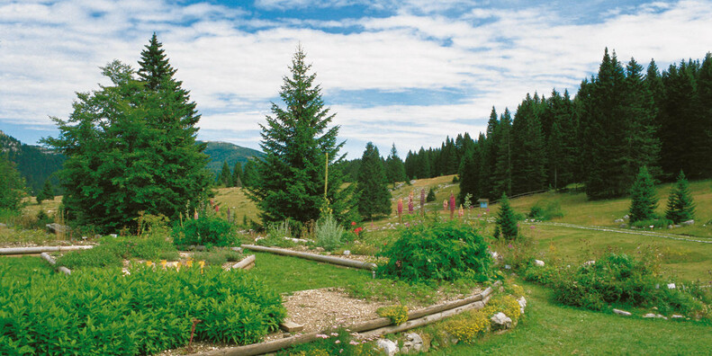 Giardino botanico di Passo Coe  #3