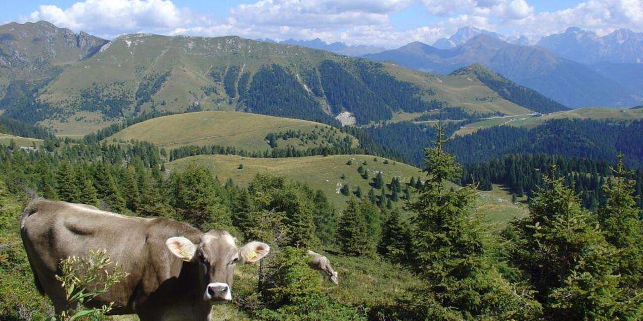 The " Trodo dei Fiori " Botanical Pathway  #2