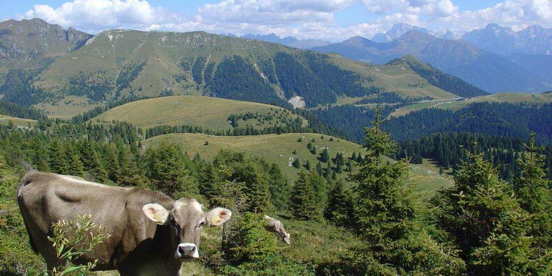 The " Trodo dei Fiori " Botanical Pathway  #2