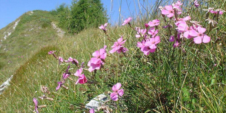 The " Trodo dei Fiori " Botanical Pathway  #3