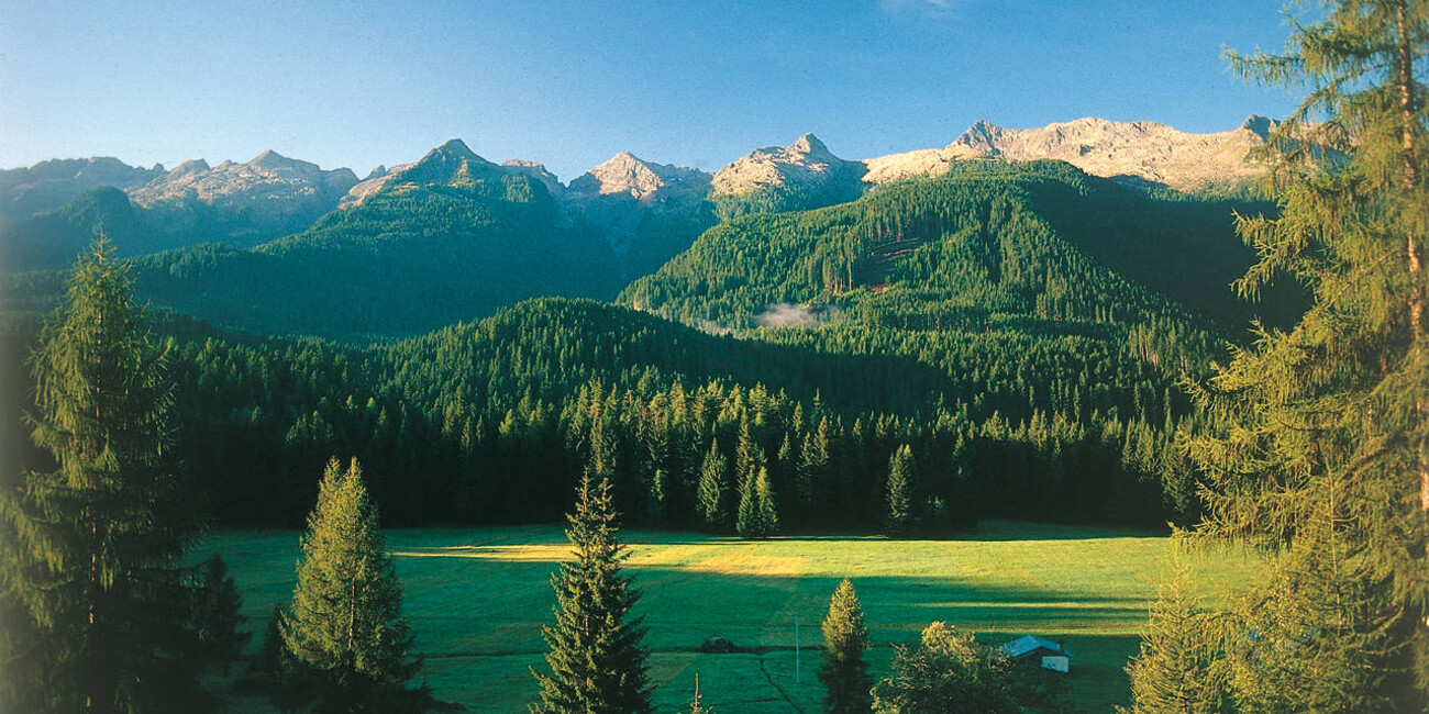  Foresta dei Violini  #2