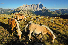 Park naturalny Paneveggio-Pale di San Martino