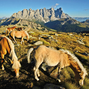 Park naturalny Paneveggio-Pale di San Martino