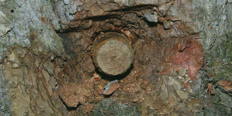 Percorso della trementina  - The Path of Turpentine #1