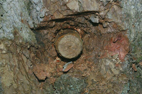 Percorso della trementina  - The Path of Turpentine