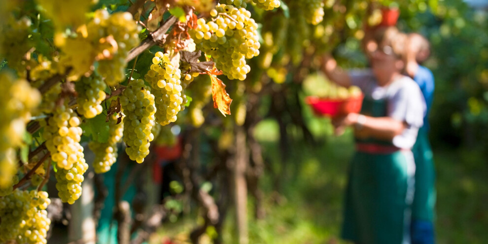 Vigneti di Civezzano - Vendemmia 2009
