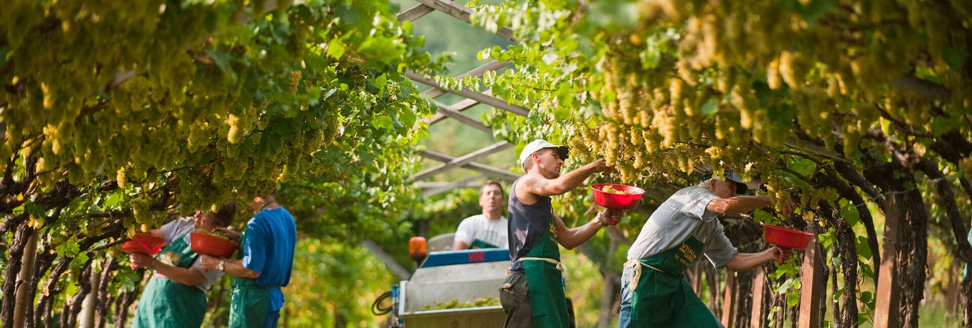 We harvested together, Piana Rotaliana Königsberg, September - Italian alps
