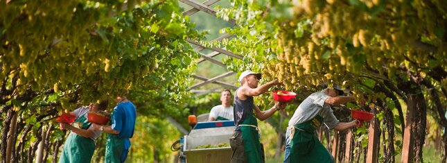 We harvested together, Piana Rotaliana Königsberg, September - Italian alps