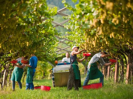 We harvested together, Piana Rotaliana Königsberg, September - Italian alps