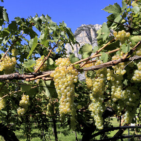 Nei vigneti della Nosiola