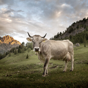 Val di Fassa - Val Contrin - Mucca al pascolo