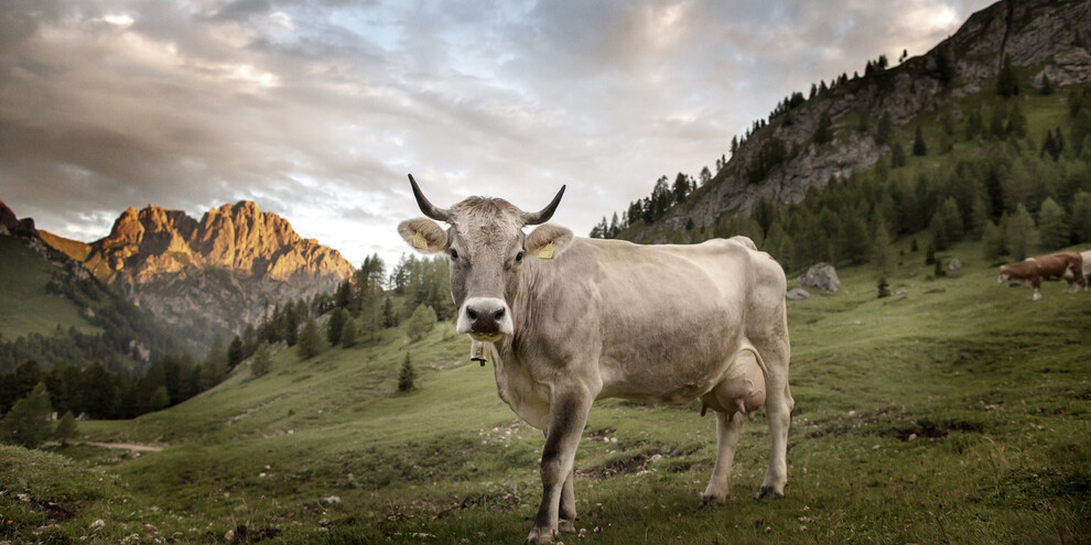 Стать опекуном коровы