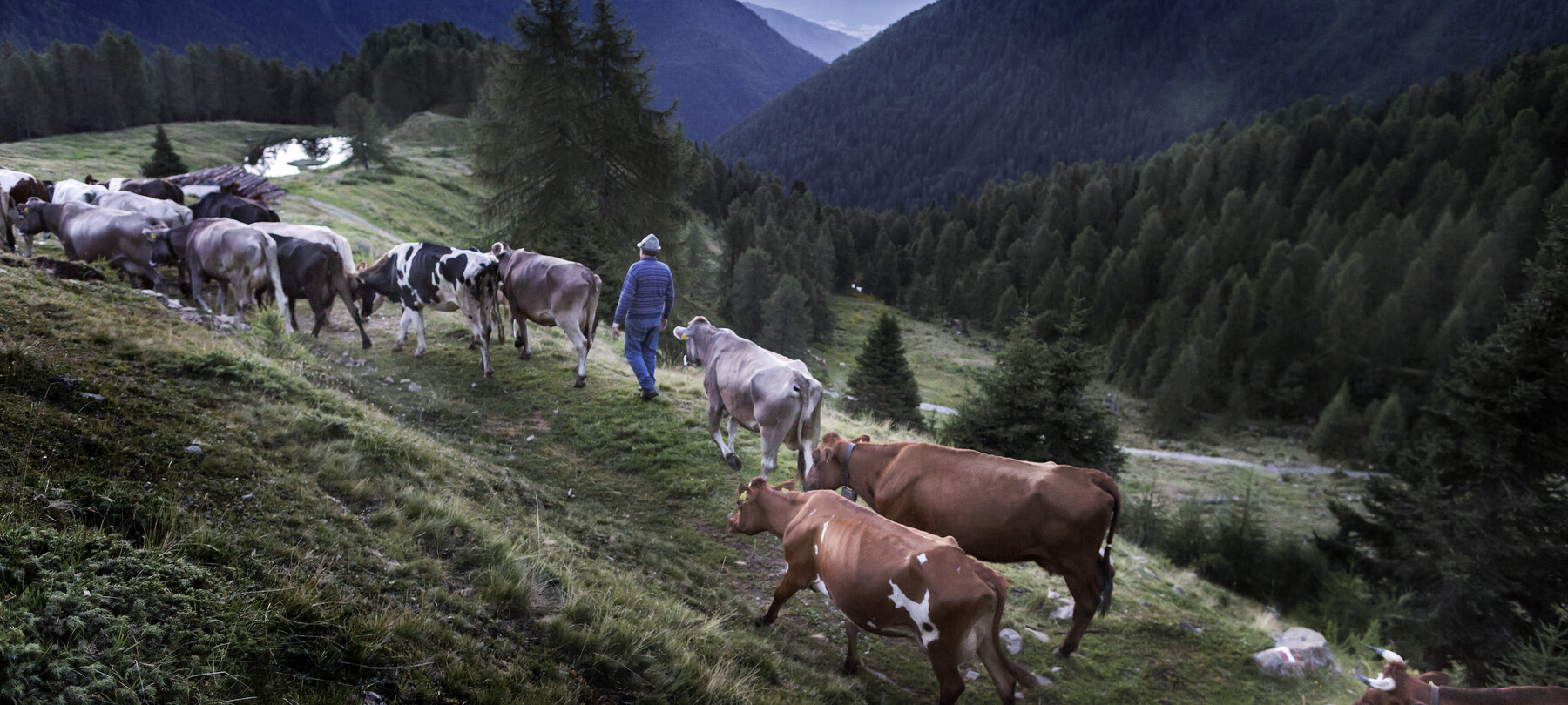Alpine pasturing in Trentino: Nature, Culture and Traditio
