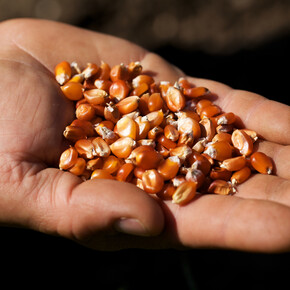 Mano di un contadino con sementi di mais variet