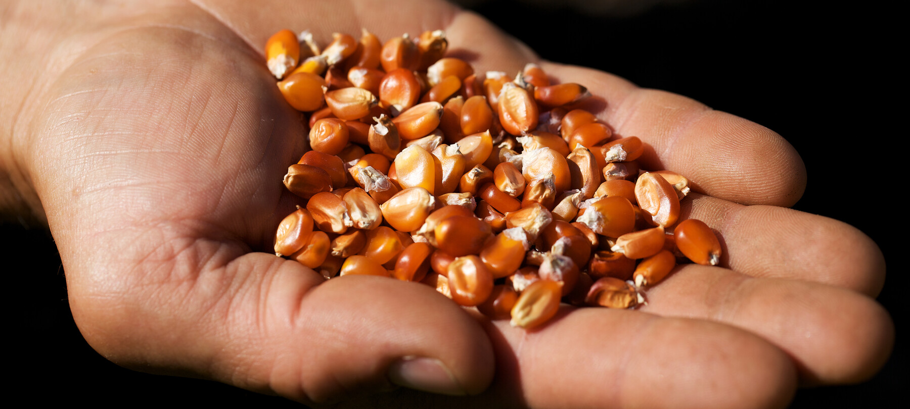 Yellow Storo flour: Trentino’s golden treasure