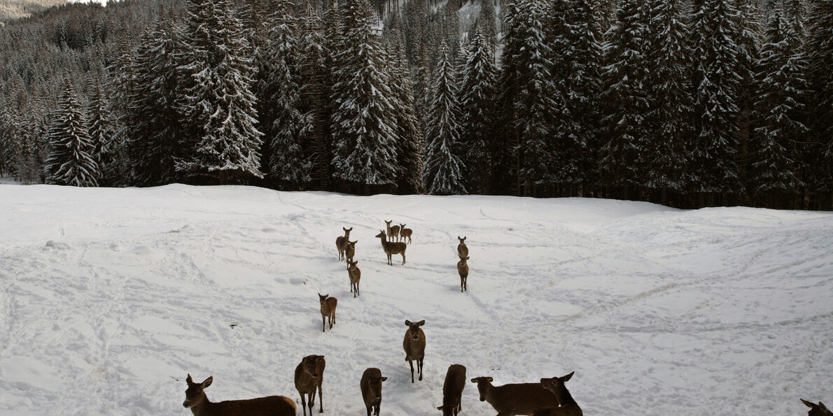 Национальные природные парки Трентино, Италия  #2