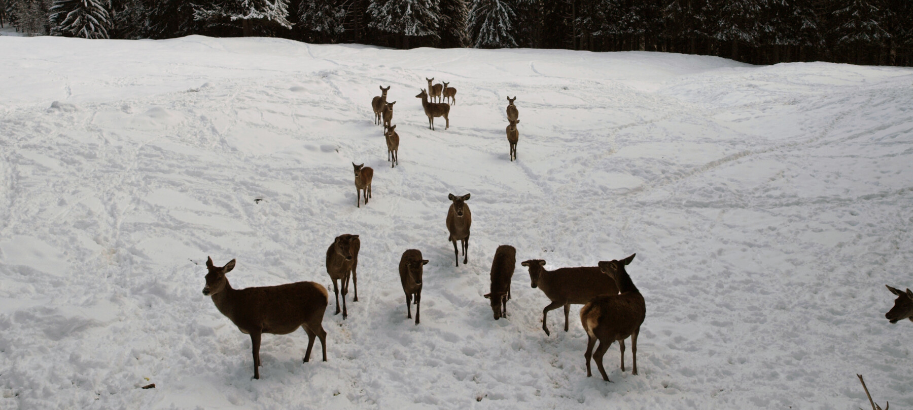 cervi nel Parco di Paneveggio