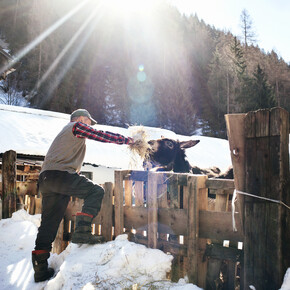Val di Sole, Pejo, Rabbi - Condadino da da mangiare ad un asino
