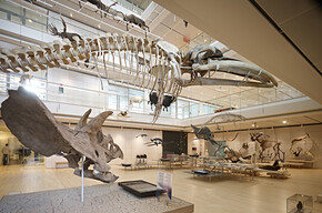 Valle dell'Adige - Trento - Muse - Museo delle Scienze di Trento