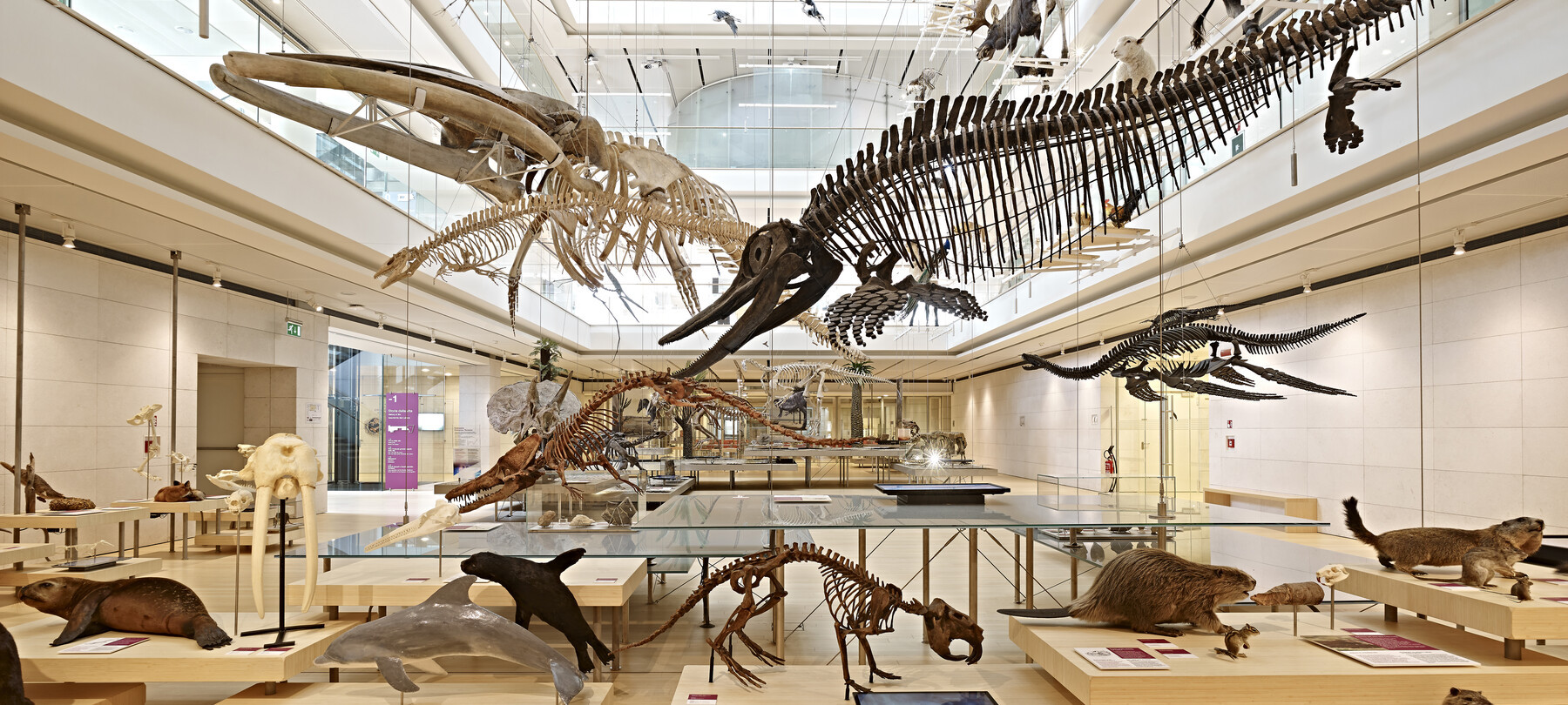 Valle dell'Adige - Trento - Muse - Museo delle Scienze di Trento
