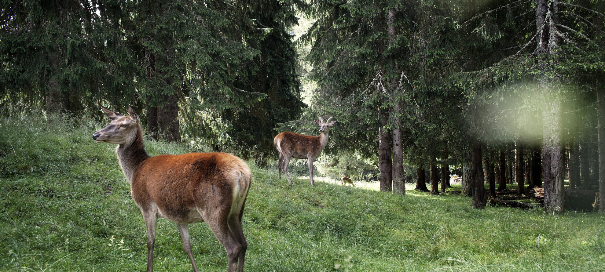 Val di Fiemme - Parco Naturale Paneveggio Pale di San Martino