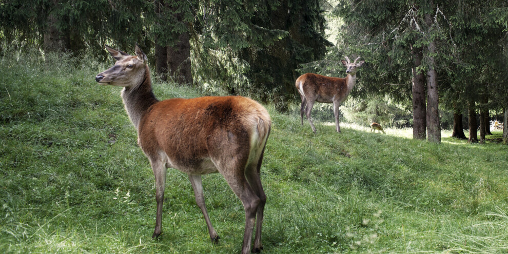 Val di Fiemme - Parco Naturale Paneveggio Pale di San Martino