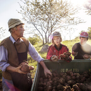 Vallagarina - Valle di Gresta - Raccolta delle patate 