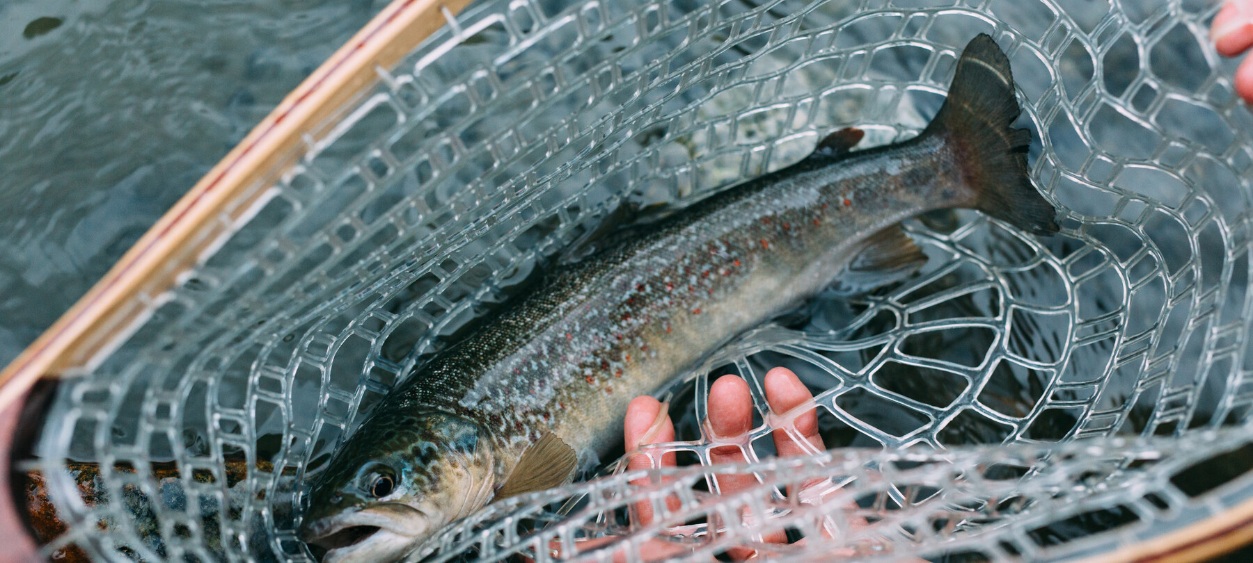 Arctic Char: A How-To Guide to Fishing in Trentino