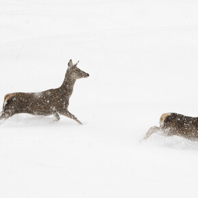 Legends of the Dolomites