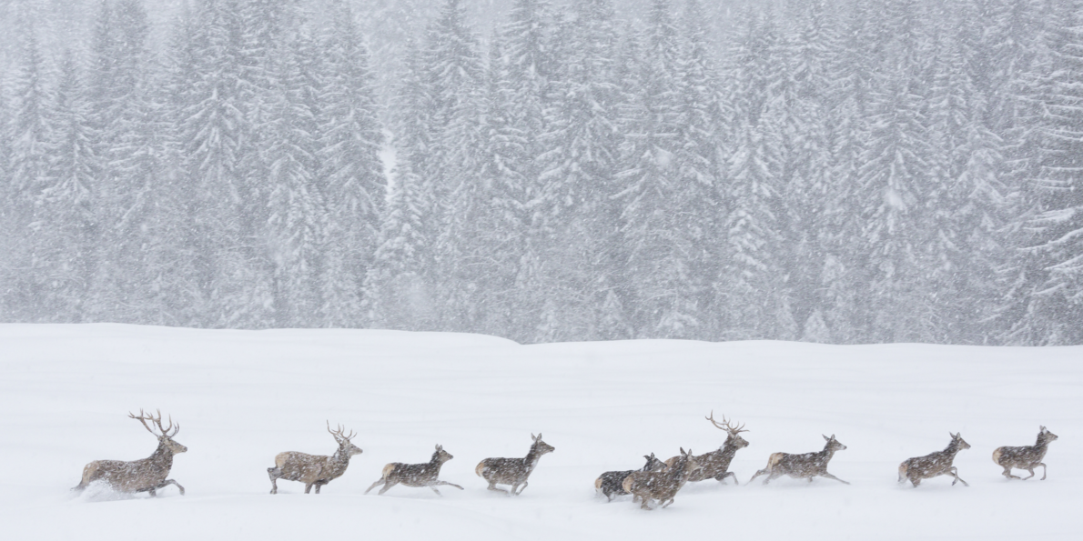 Wilde Tiere während eines Schneesturms in den Naturparks des Trentino