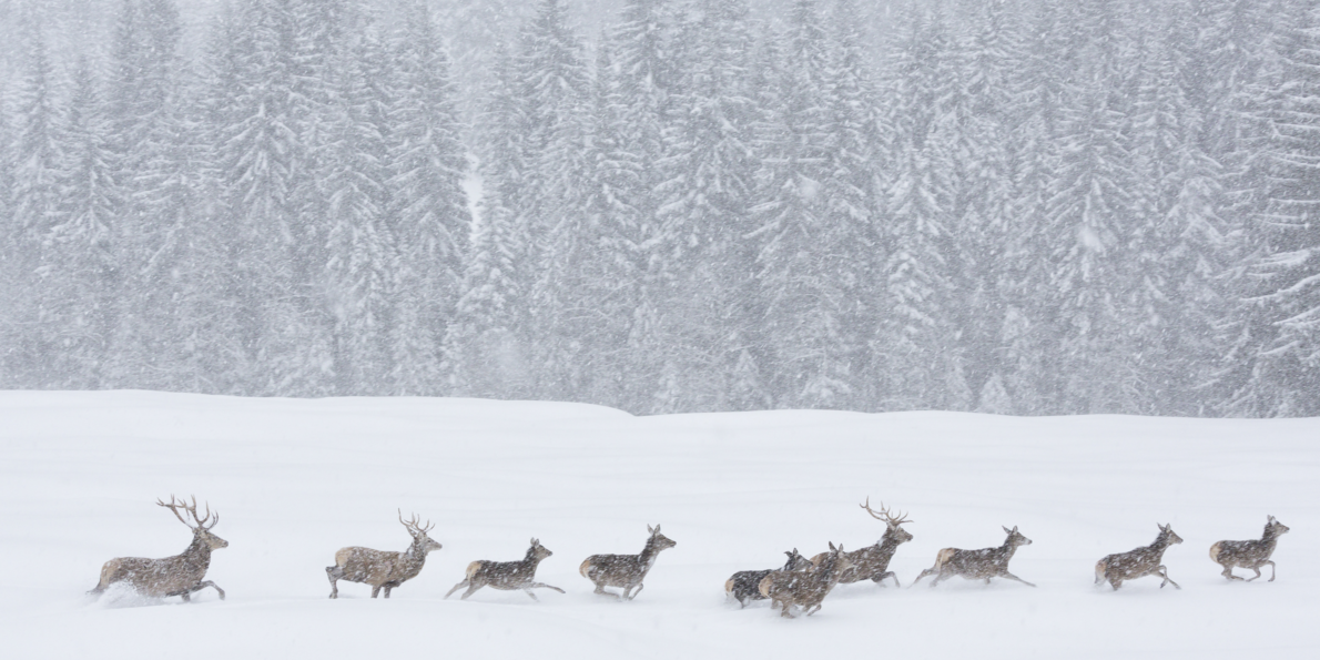 Animali selvatici durante una tempesta di neve nei parchi naturali del Trentino
