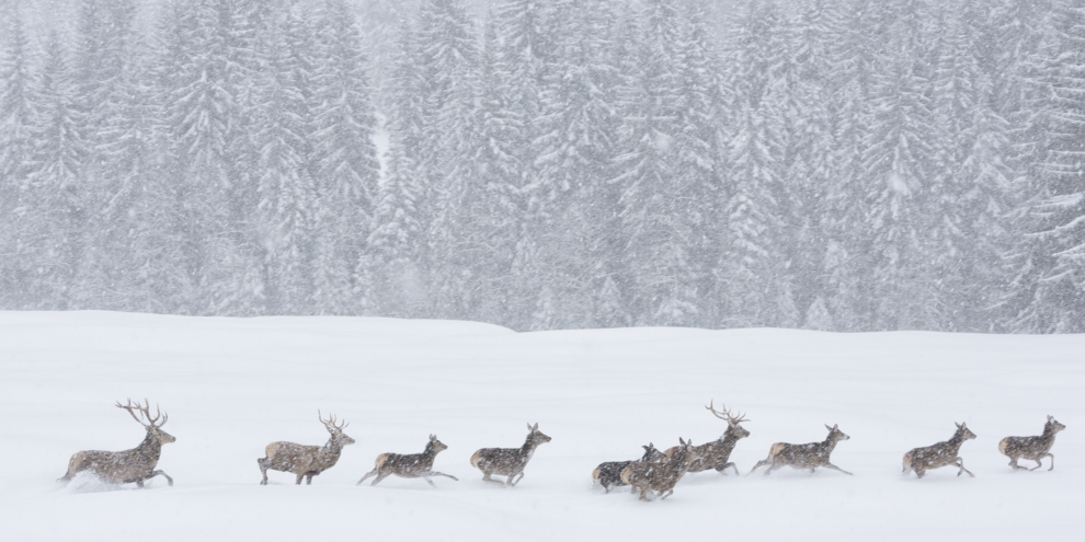 Wild animals during a snowstorm in the natural parks of Trentino