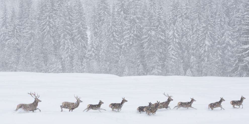 Wild animals during a snowstorm in the natural parks of Trentino