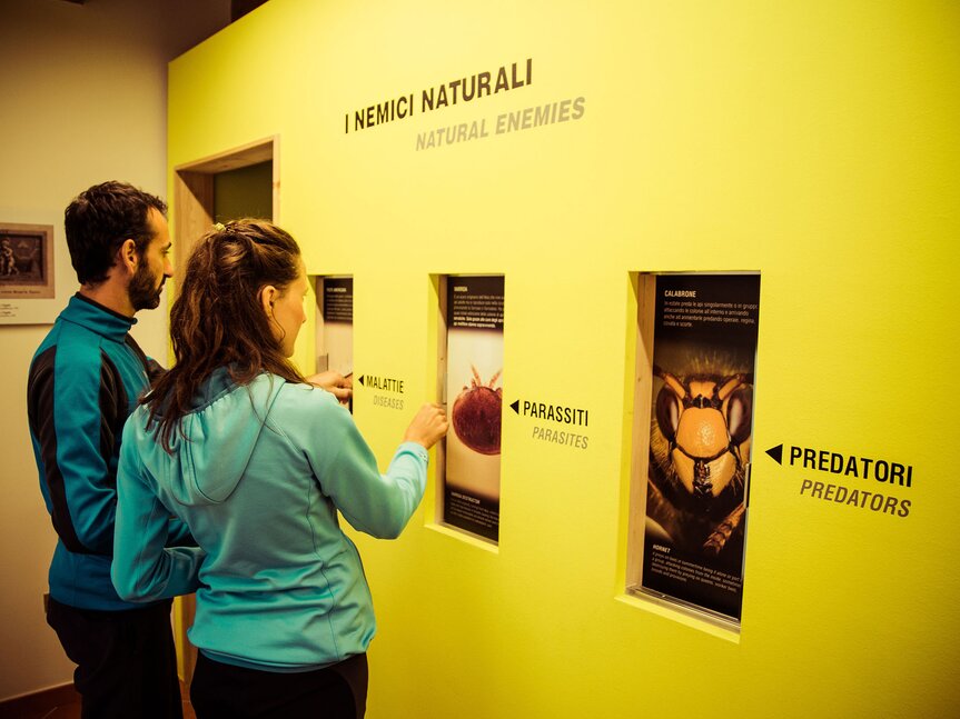 Bienenmuseum in der Mühle