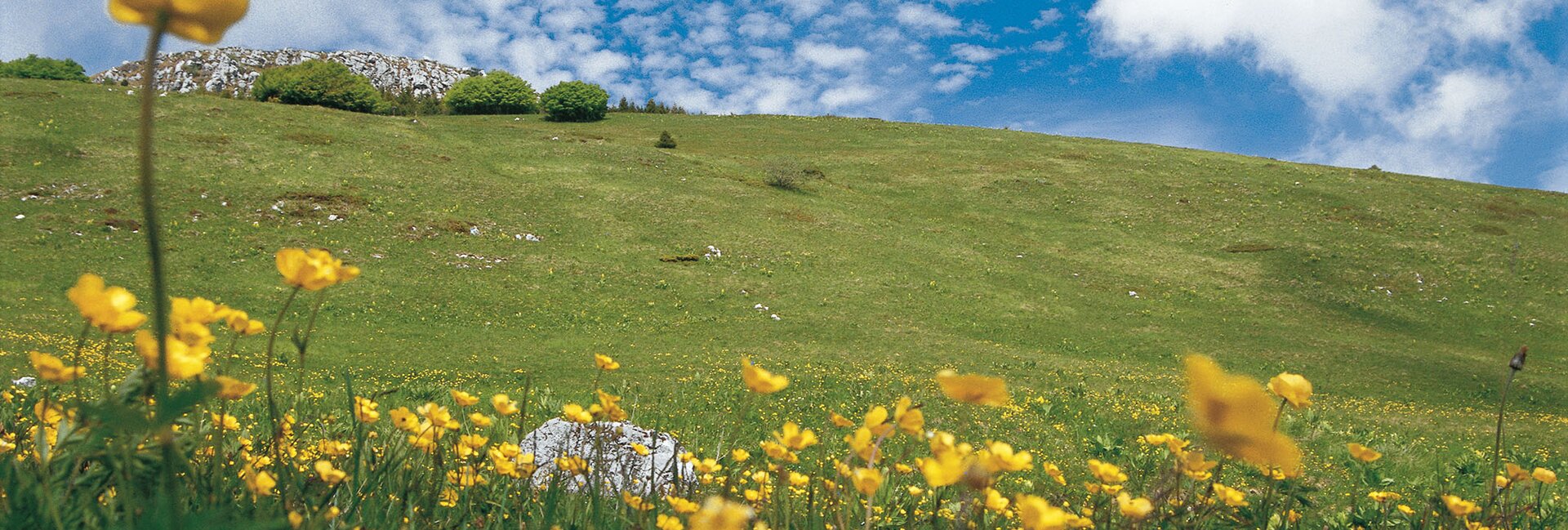 Monte Bondone, fioritura alle Viotte