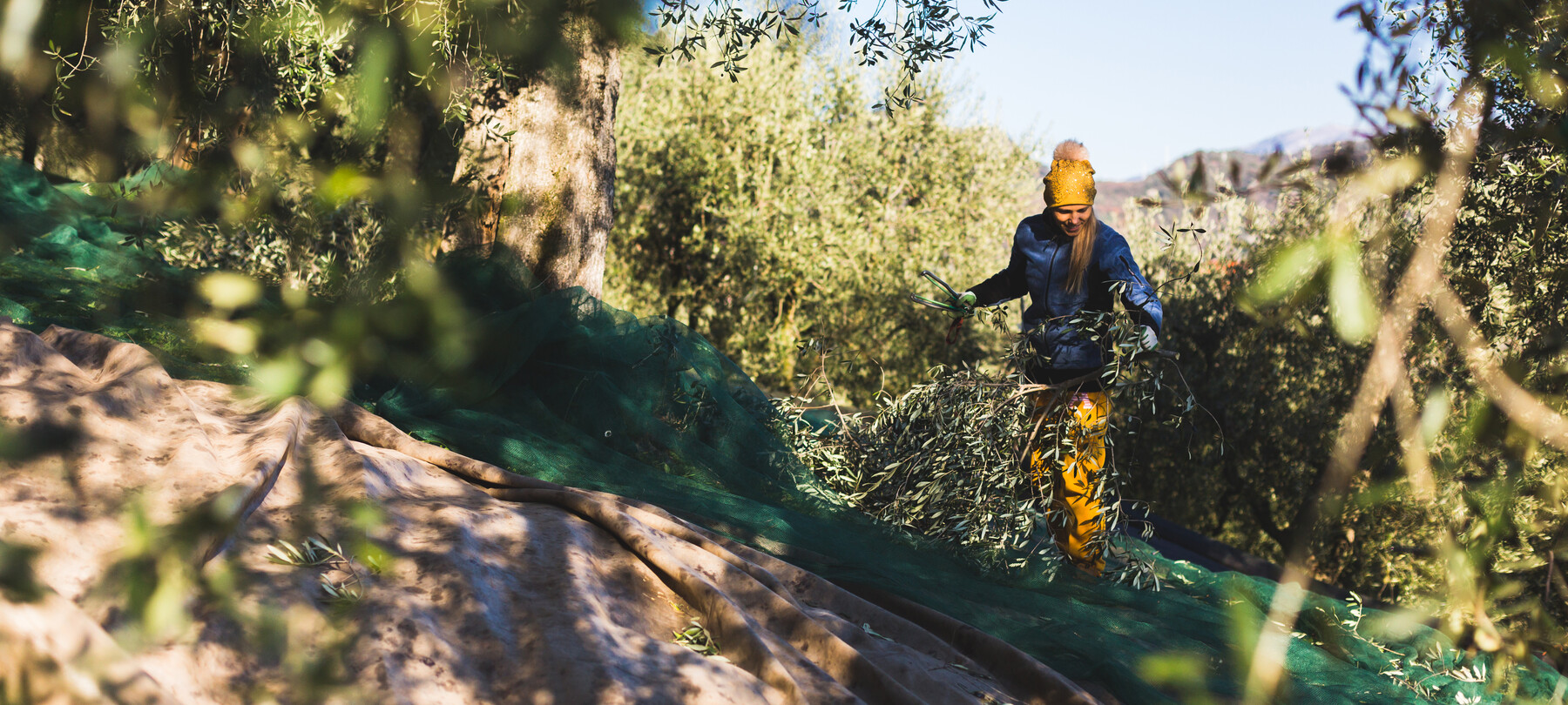Olijfolie extravergine uit Garda Trentino