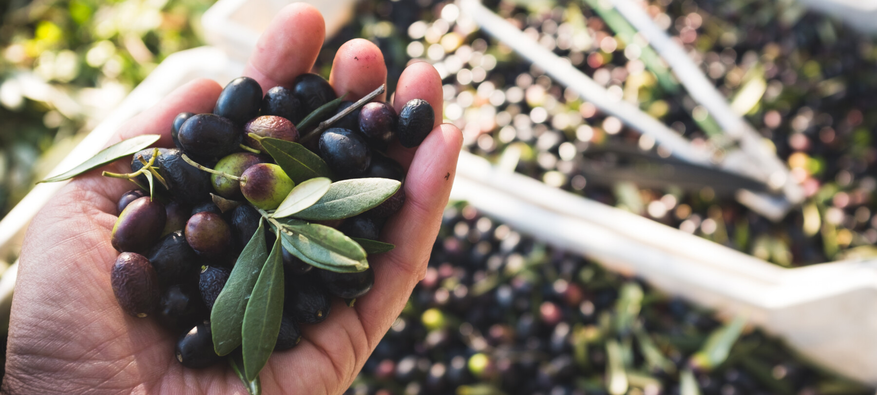 Olijfolie extravergine uit Garda Trentino