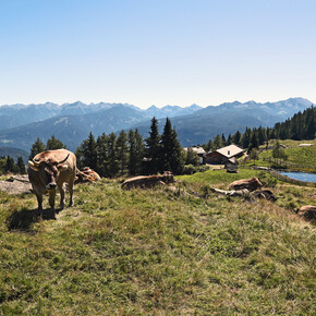 Val di Fiemme - Capriana - Rifugio Malga Monte Corno
