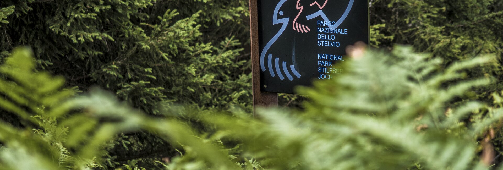 Val di Rabbi - Malga Caldesa Bassa
