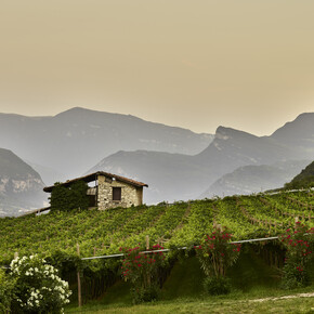 Vallagarina - Panorama con vigneti
