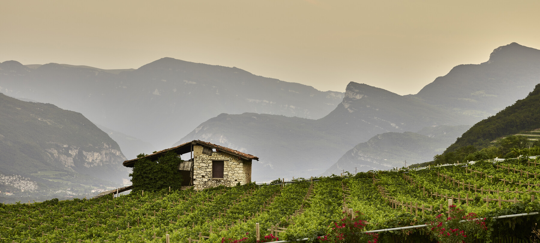 Vallagarina - Panorama con vigneti