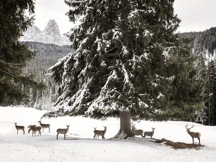 Val di Fiemme - Paneveggio 