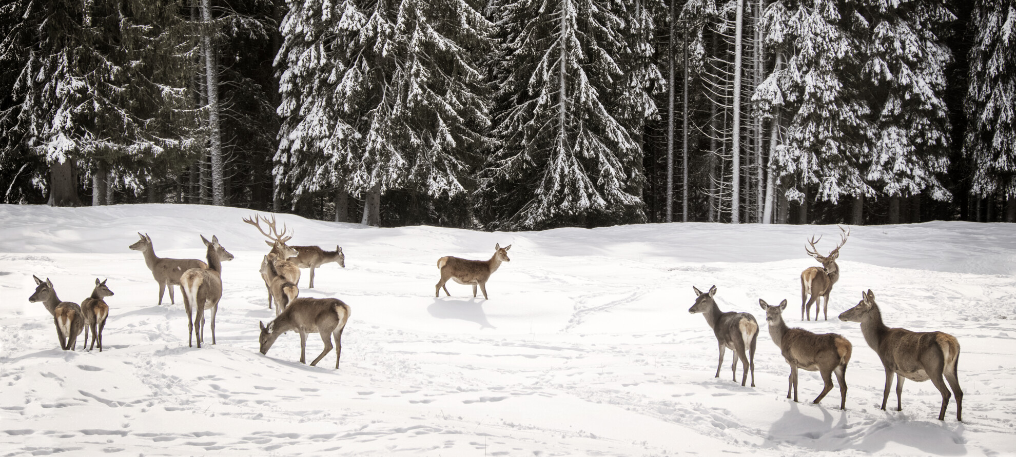 An important heritage to protect