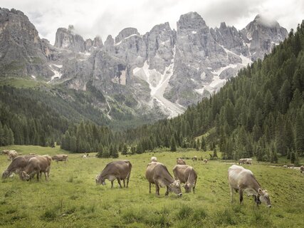 San Martino di Castrozza - Val Venegia