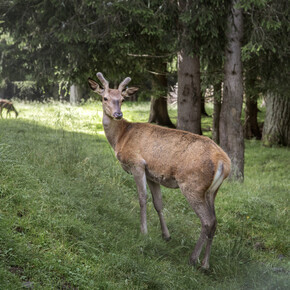 Animals of the woods and the wilds