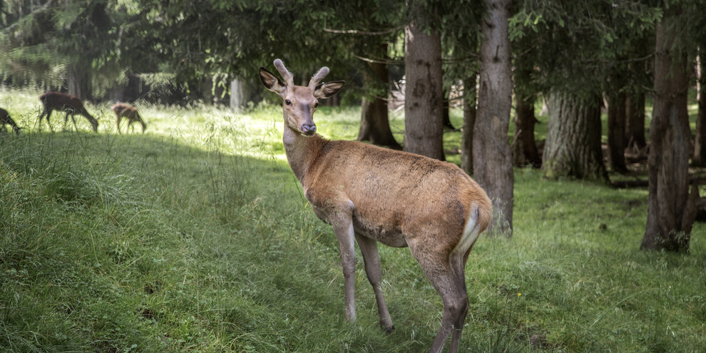 The creatures of the woods