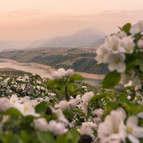Val di Non - Lago di Santa Giustina - Meleti in fiore